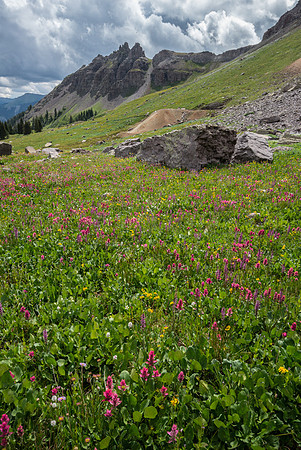 San Juan Wildflowers