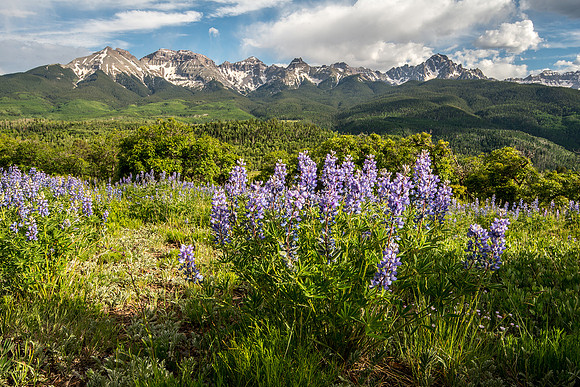 Mt Sneffels and Lupine