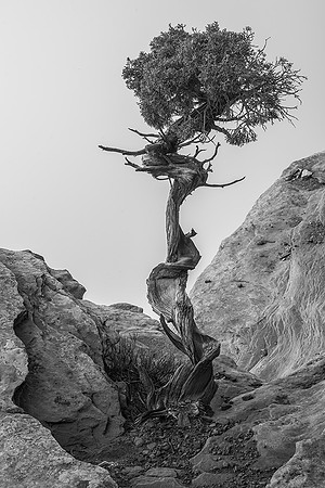 Lone Juniper and fog