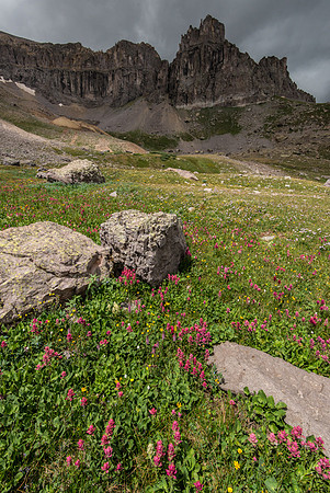 High Alpine Wildflowers
