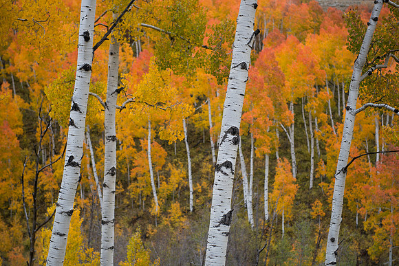Colorado Aspen