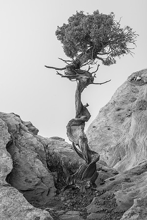 CanyonlandsJuniper