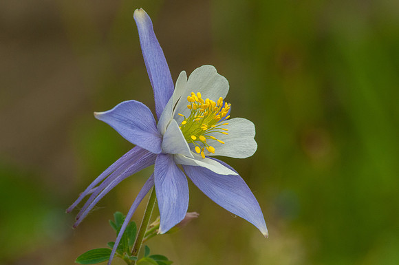 Colorado Columbine