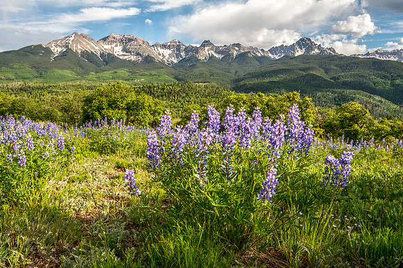 Lupine and Sneffels Range