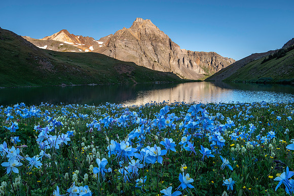 Blue Lake Columbine Field