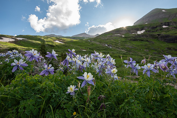 Columbines and Sunburst