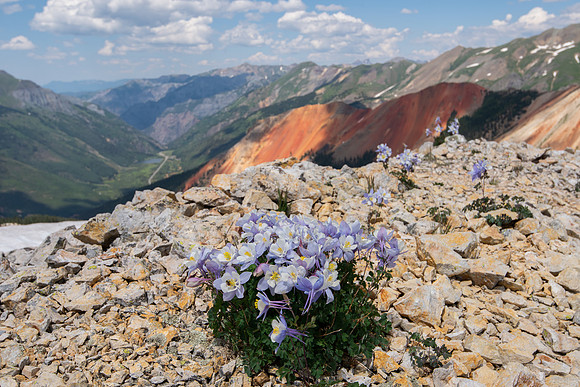 High Altitude Columbines