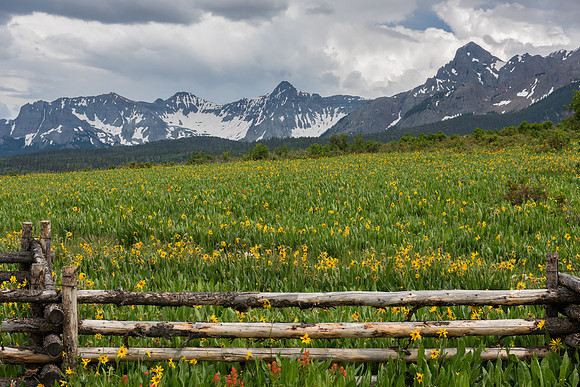 Sneffels Range Sunflowers